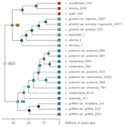 Cladogram