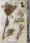 Cephalotaxus mannii holotype specimen